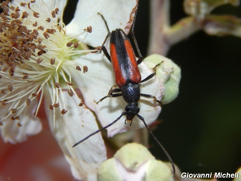 Stenurella melanura